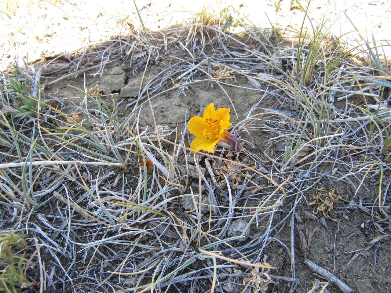 Alstroemeria patagonica flower