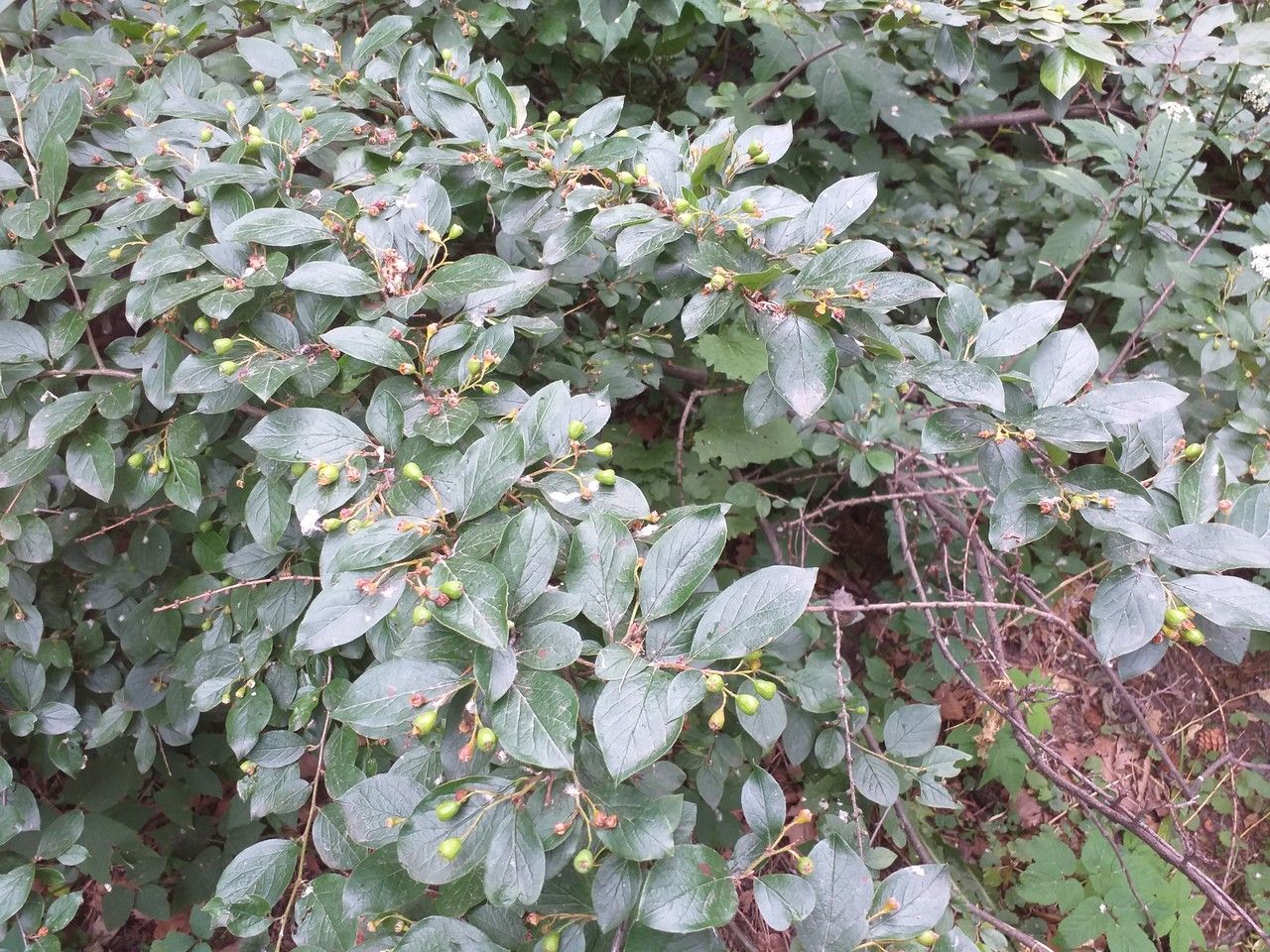 Cotoneaster acutifolius