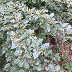 Cotoneaster acutifolius
