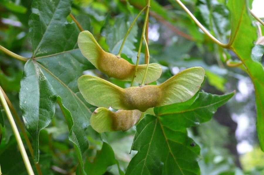Acer miyabei fruit