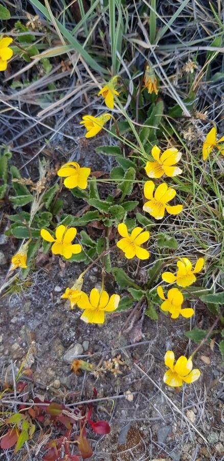 Viola nuttallii — search result for 'Violaceae'