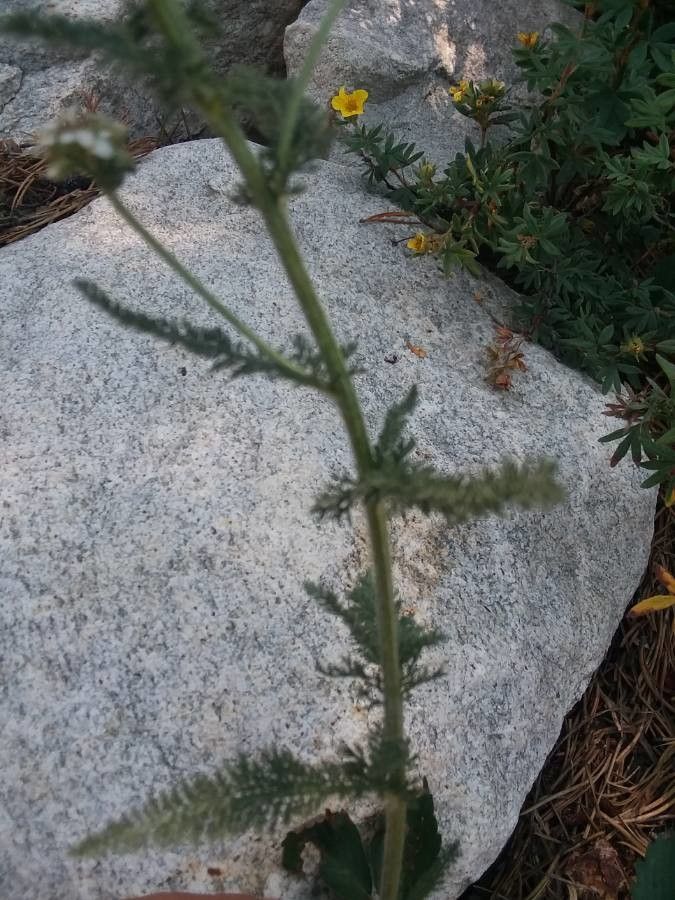 Penstemon rydbergii — search result for 'Penstemon'