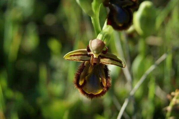 Ophrys speculum — search result for 'Ophrys'