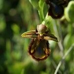 Ophrys speculum