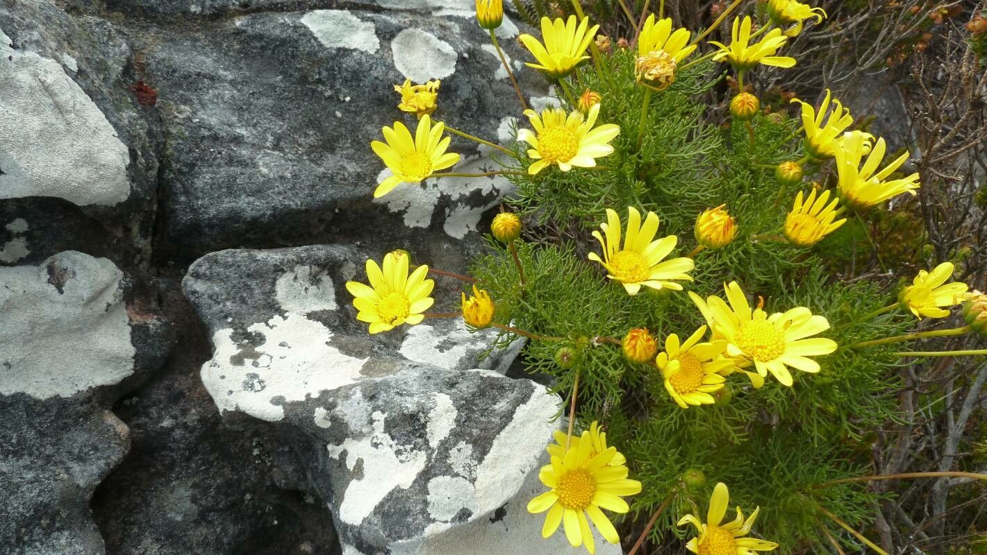 Coreopsis gigantea flower