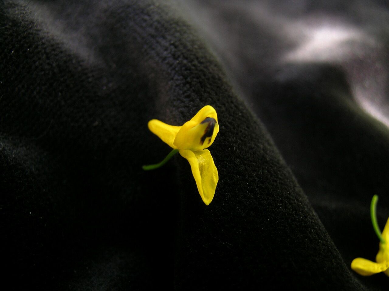 Corydalis juncea other