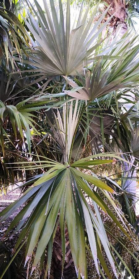 Leucothrinax morrisii leaf