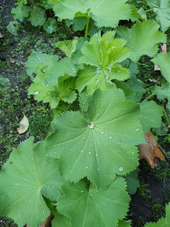 Alchemilla xanthochlora bark