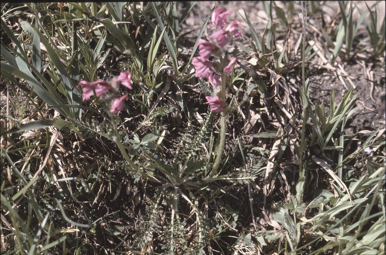 Pedicularis cenisia habit
