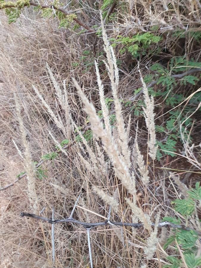 Enneapogon desvauxii flower