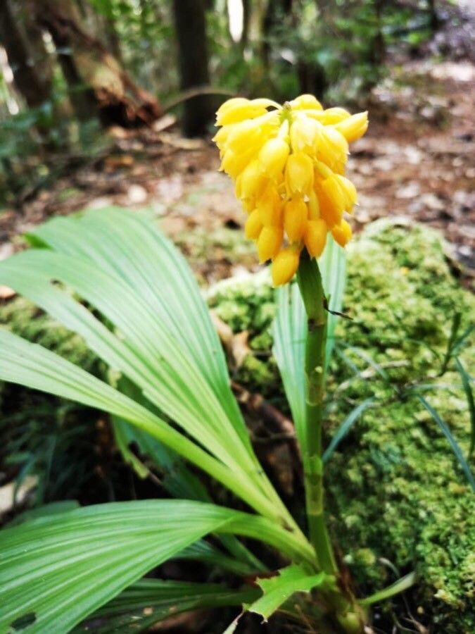 Calanthe ventilabrum other