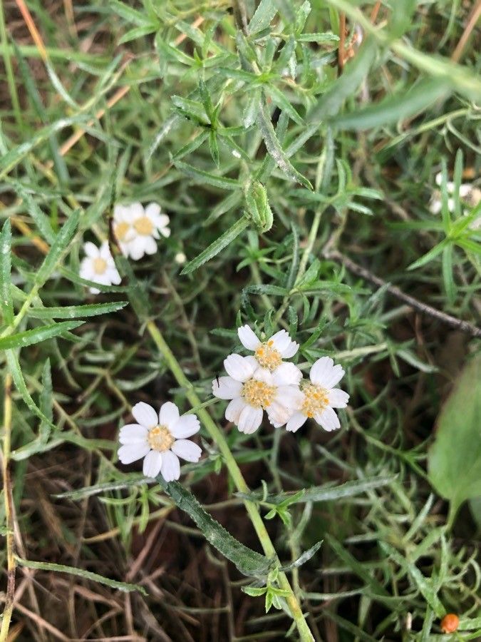 Melampodium leucanthum flower