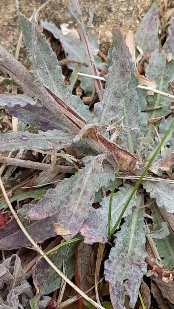 Oenothera indecora bark