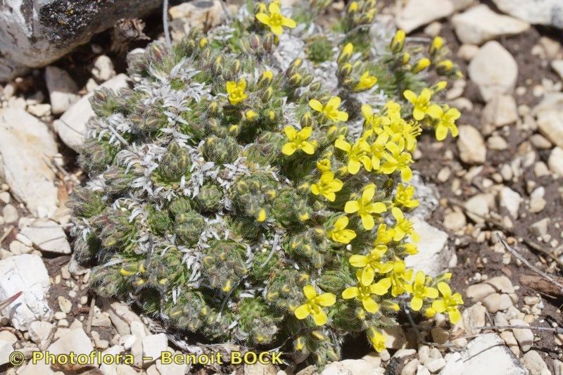 Draba hispanica habit