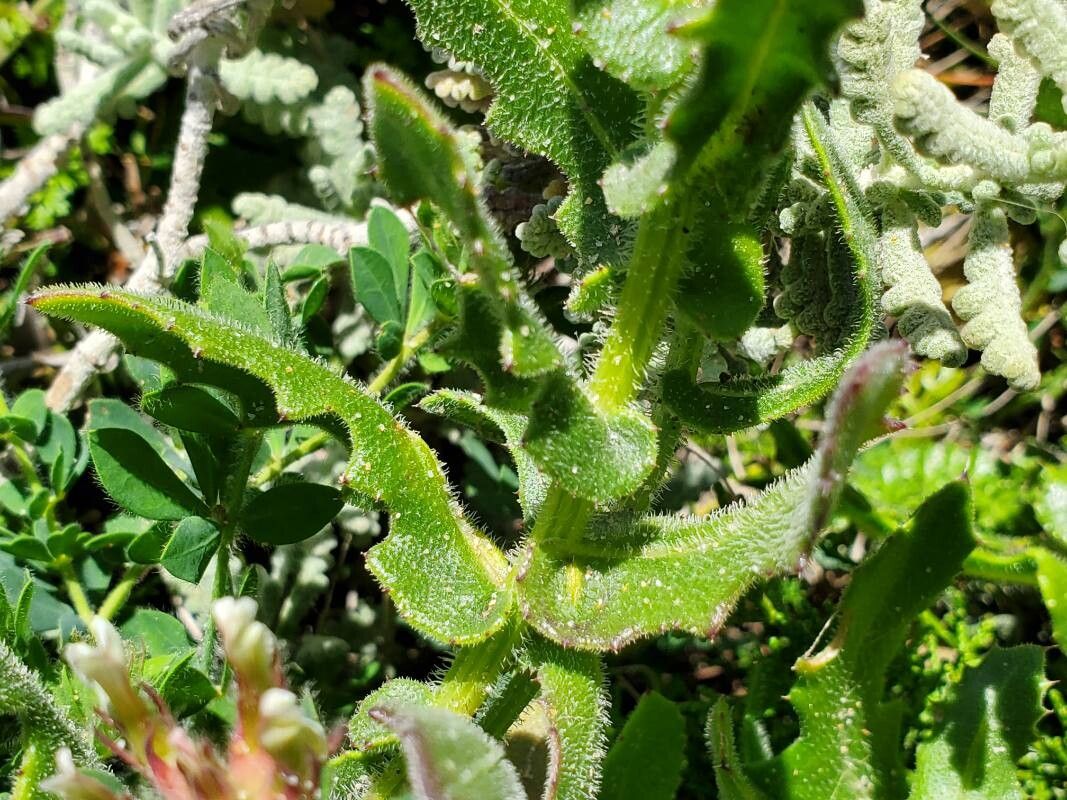 Centaurea polyacantha — houseplant care guide