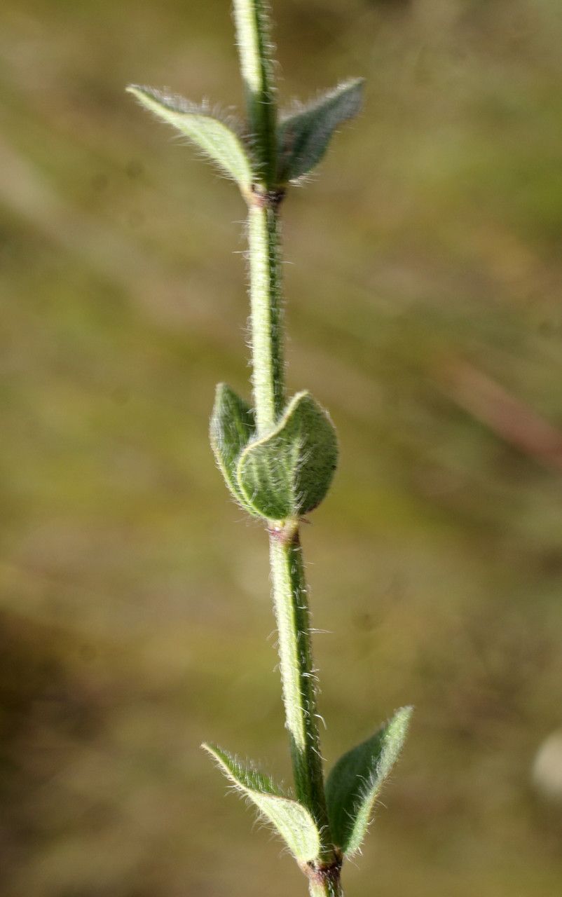 Micromeria myrtifolia — houseplant care guide