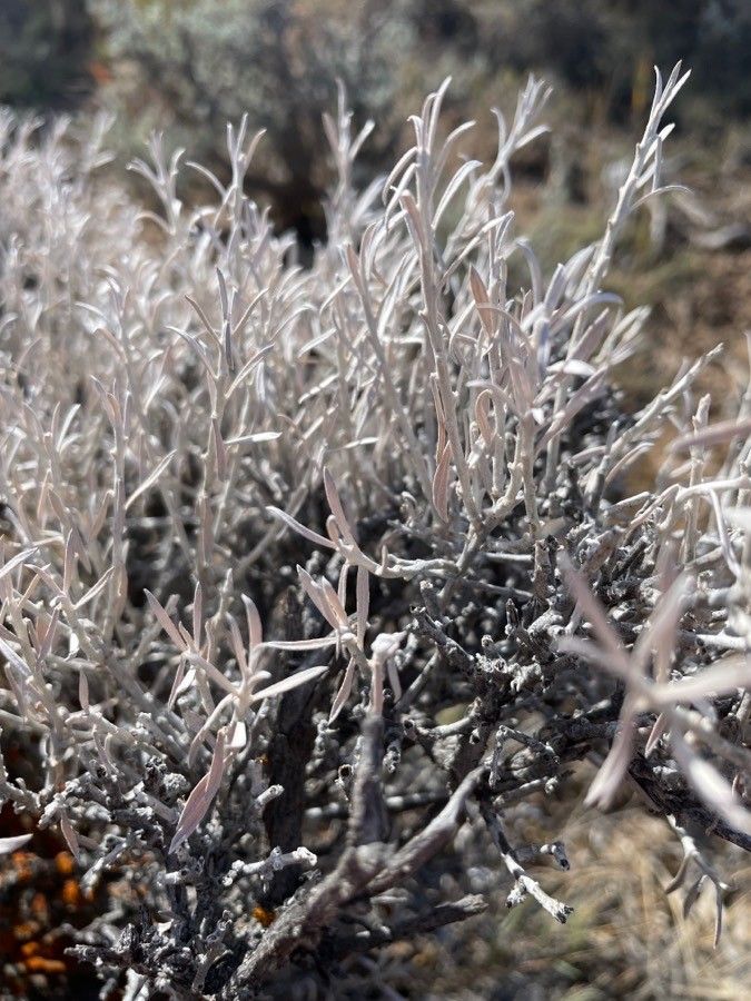 Artemisia tridentata leaf