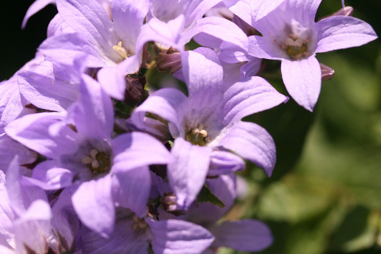 Campanula lactiflora flower