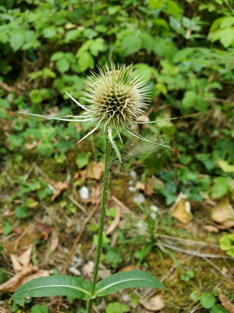 Dipsacus ferox fruit
