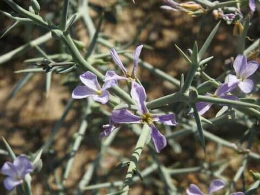 Zilla spinosa flower