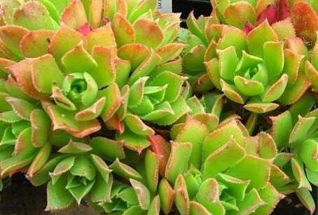Aeonium × castellodecorum — search result for 'Aeonium'