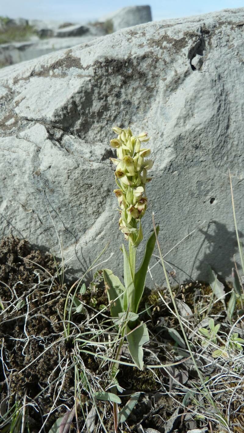 Platanthera hyperborea flower