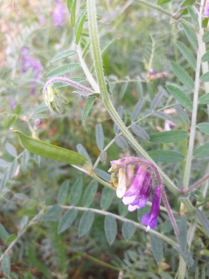 Vicia dasycarpa fruit