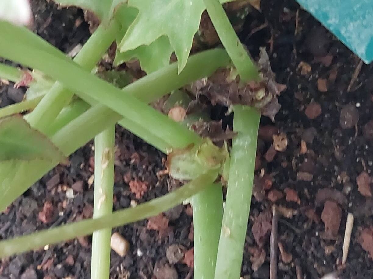 Begonia kenworthyae bark