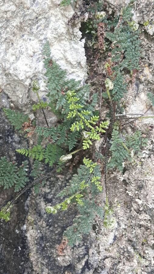 Allosorus persicus leaf