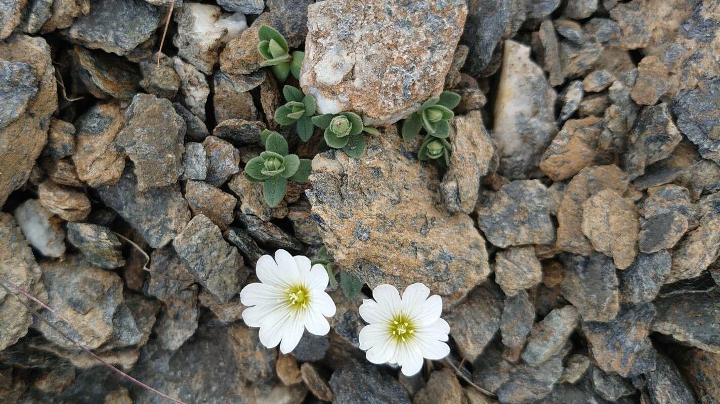 Cerastium latifolium habit