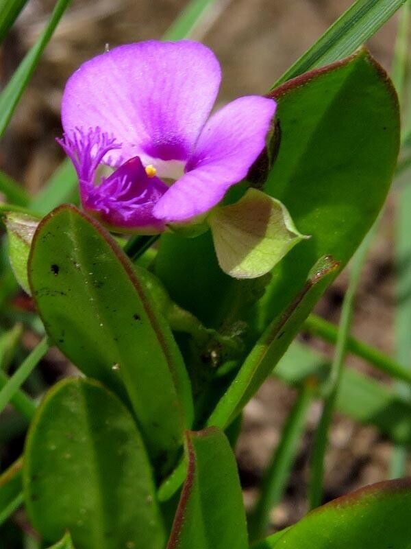 Polygala transvaalensis — houseplant care guide