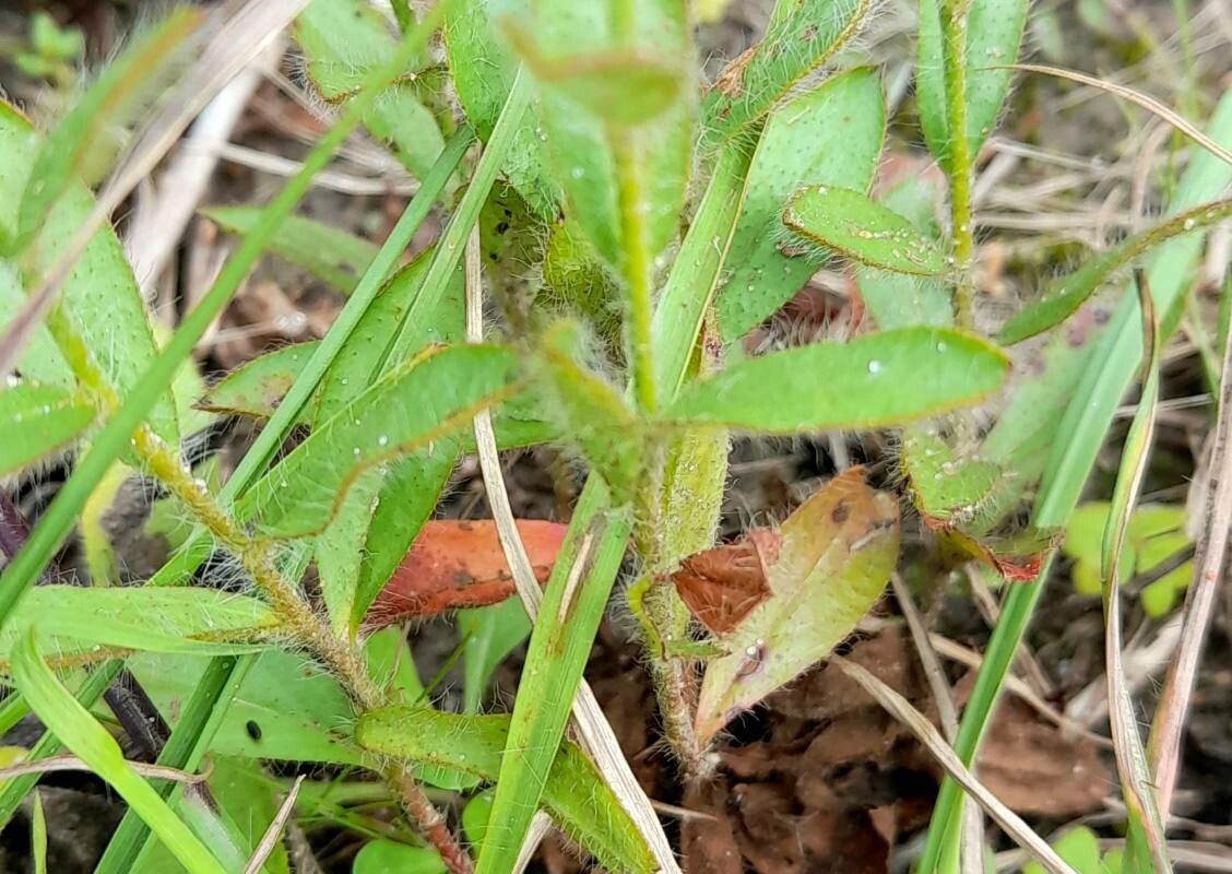 Crocanthemum brasiliense — related species from the same genus