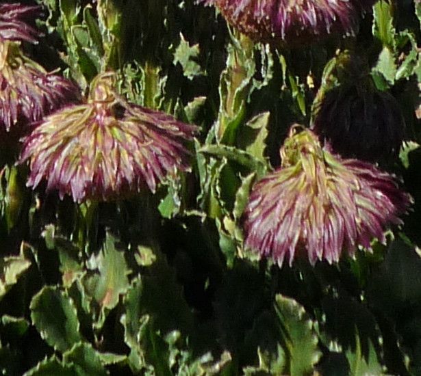 Senecio serratifolius flower