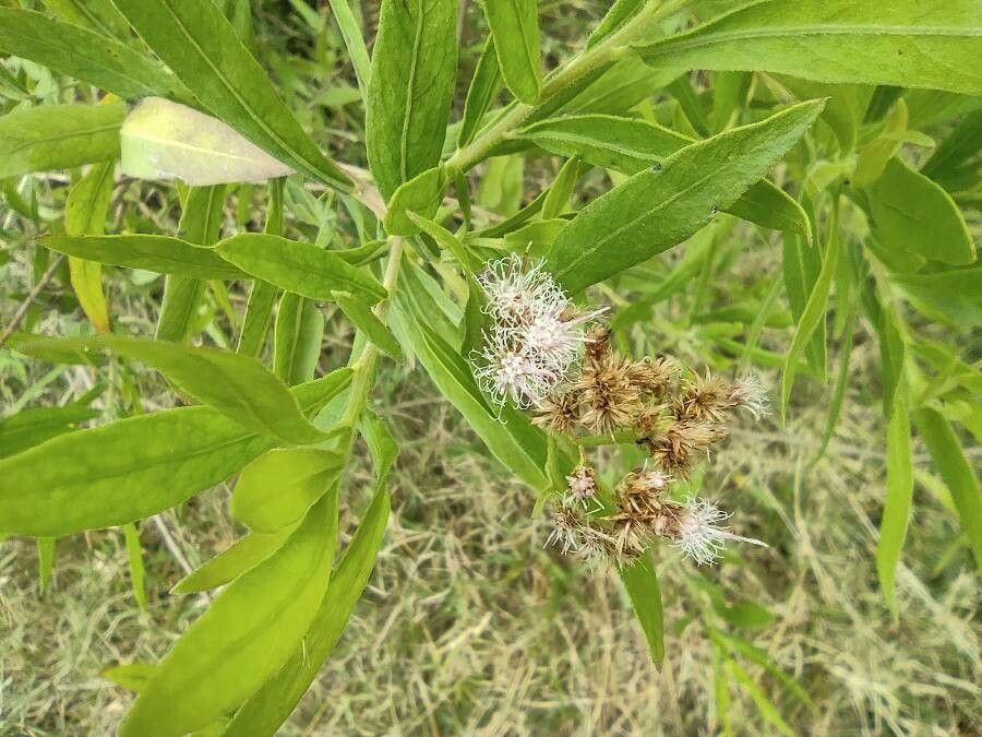 Pluchea rufescens flower