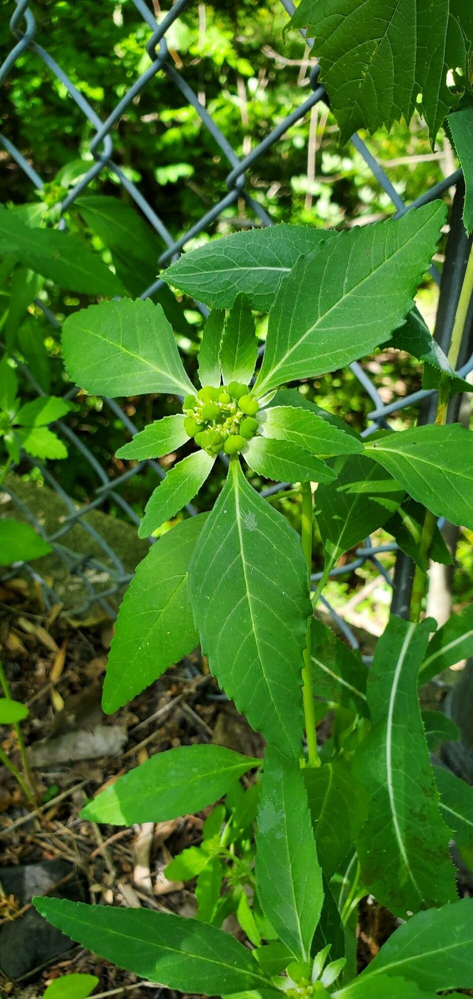 Euphorbia davidii — search result for 'Euphorbia'