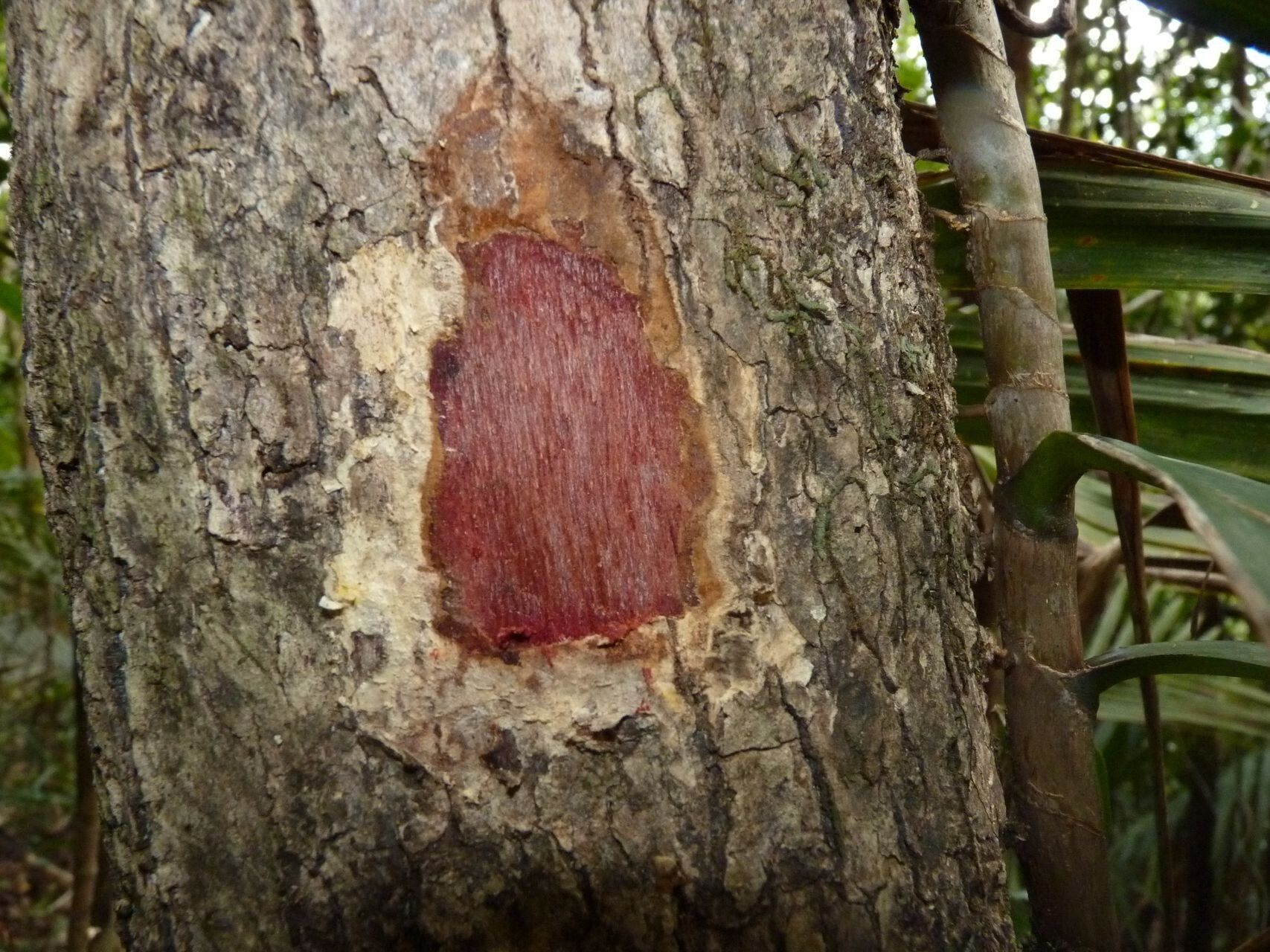 Cunonia cerifera — houseplant care guide