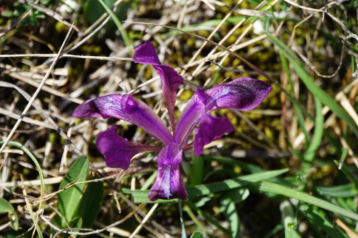 Iris adriatica