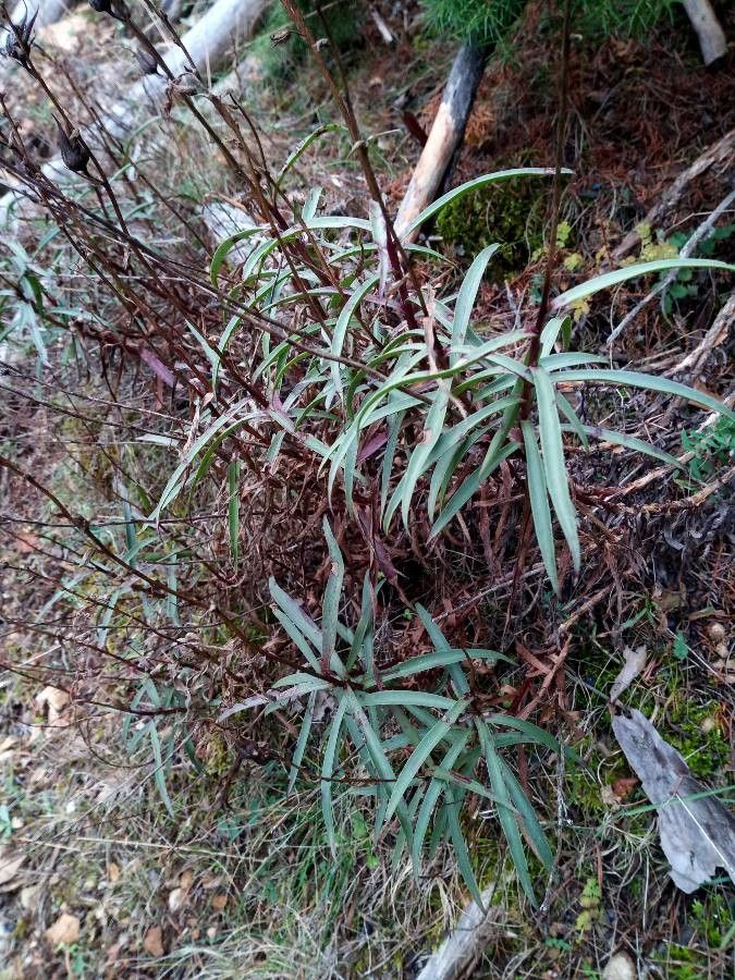 Digitalis obscura leaf