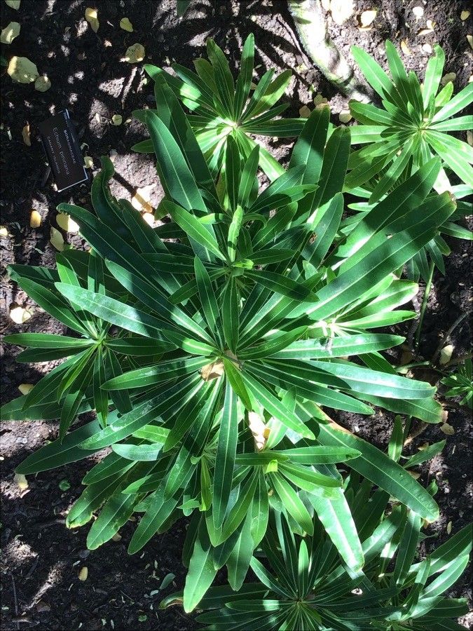 Echium pininana leaf