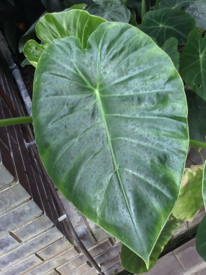 Colocasia affinis