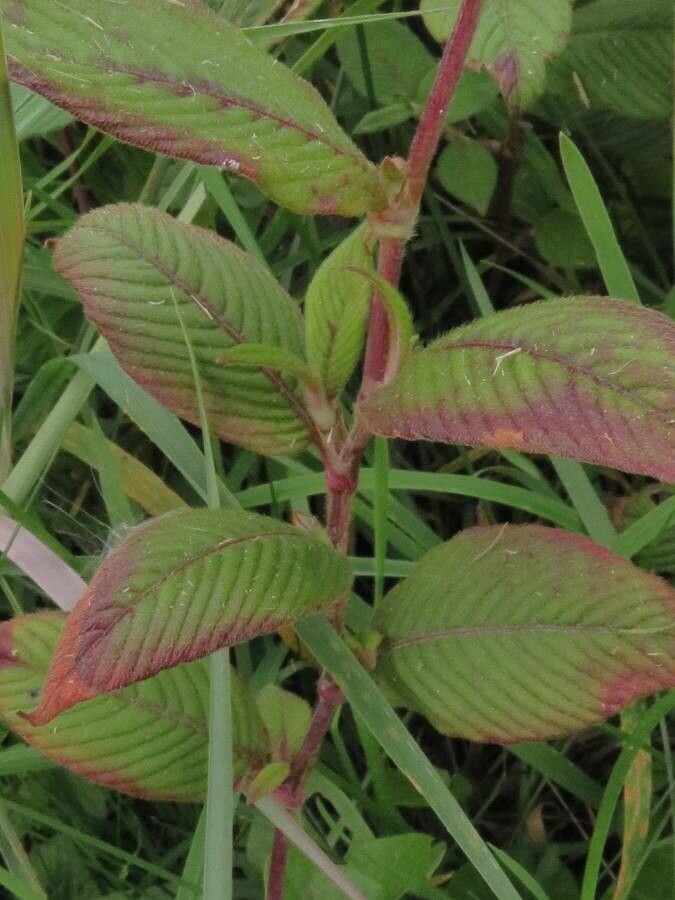 Persicaria campanulata — search result for 'Myanmar'