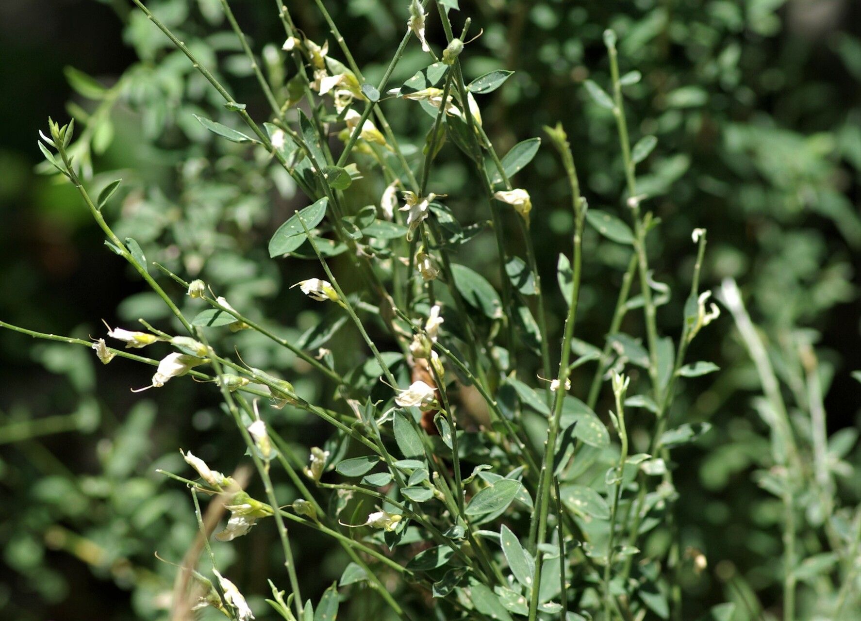 Genista florida fruit