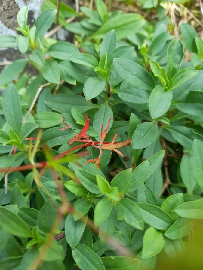 Anisacanthus quadrifidus — search result for 'Acanthus'