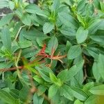 Anisacanthus quadrifidus