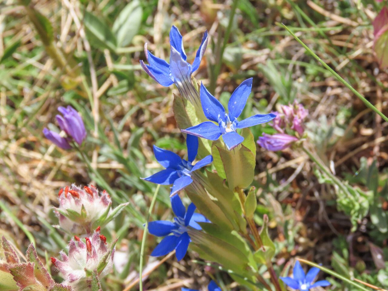 Gentiana utriculosa flower
