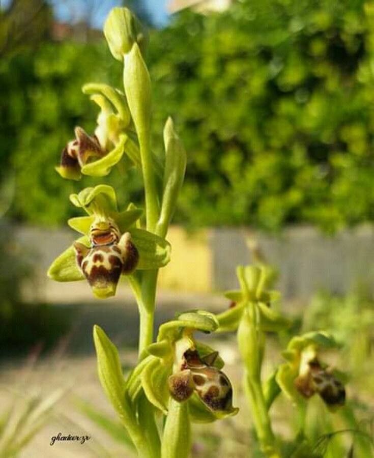 Ophrys umbilicata — search result for 'Cyprus'