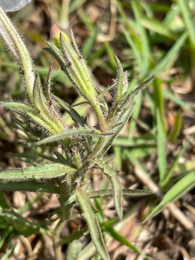 Cycnium tubulosum — search result for 'Phlox'