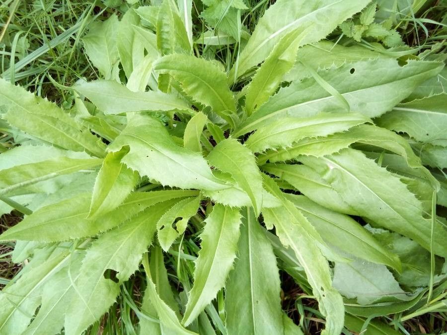 Cirsium canum — search result for 'Cirsium'