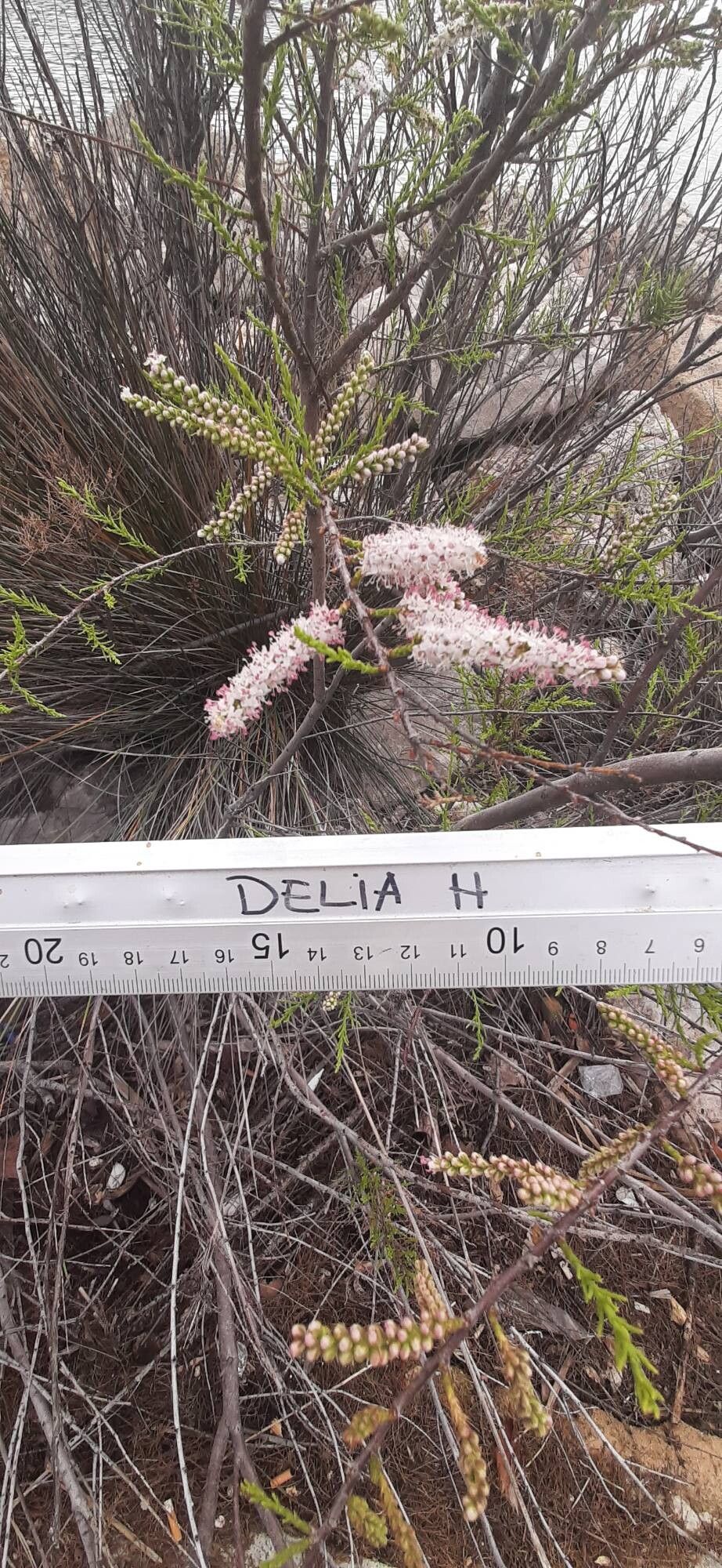Tamarix boveana flower