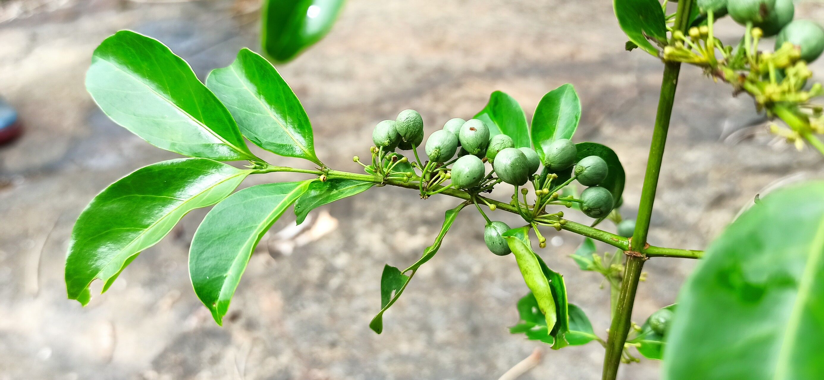 Psydrax acutiflorus fruit
